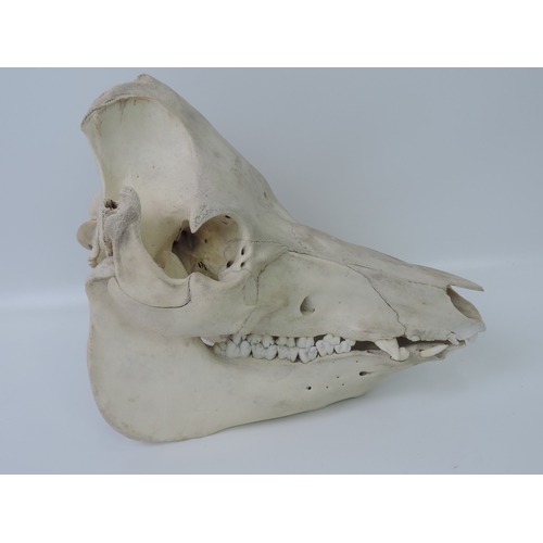 86 - Animal Skull -WITHDRAWN