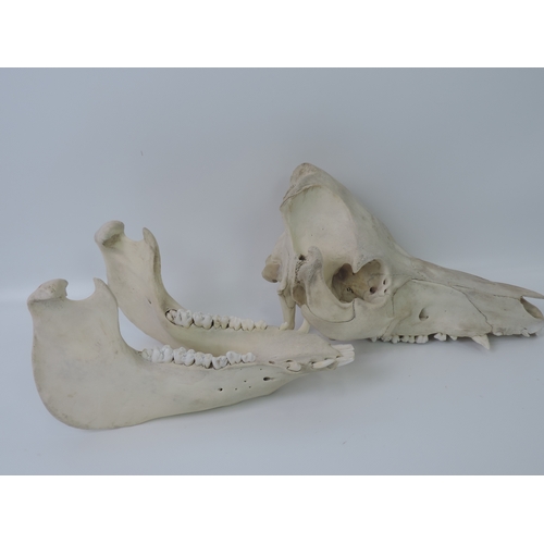 86 - Animal Skull -WITHDRAWN