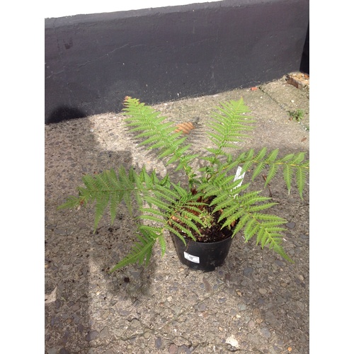 12J - Tree Fern