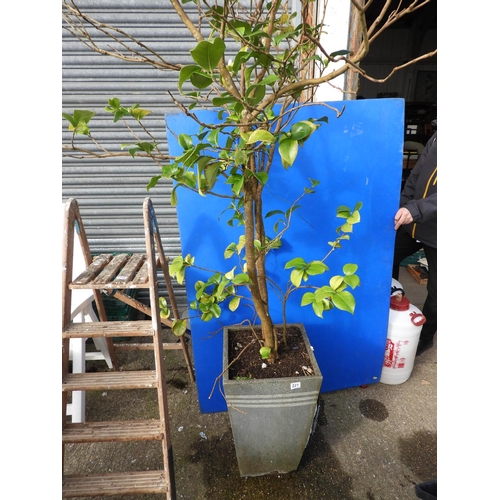 221 - Mature Potted Shrub