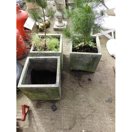 223 - Pair of Potted Pines and Other Pot