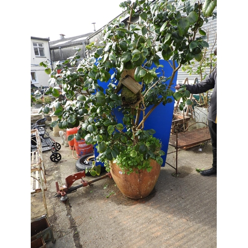 228 - Very Large Shrub in Terracotta Pot