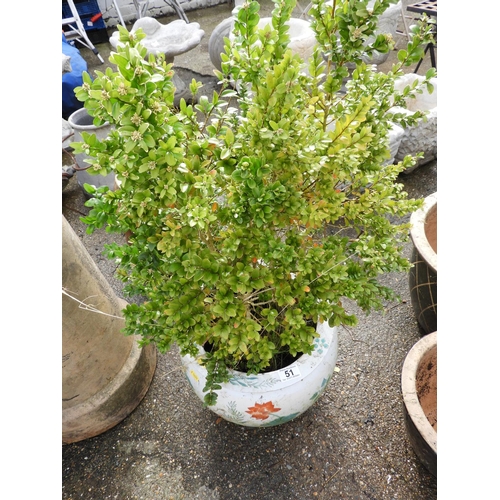 51 - Glazed Chinese Pot and Contents - Shrub