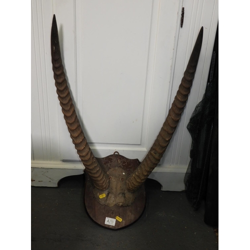 479 - Mounted Antlers