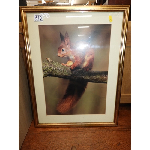 613 - Framed Photograph - Red Squirrel