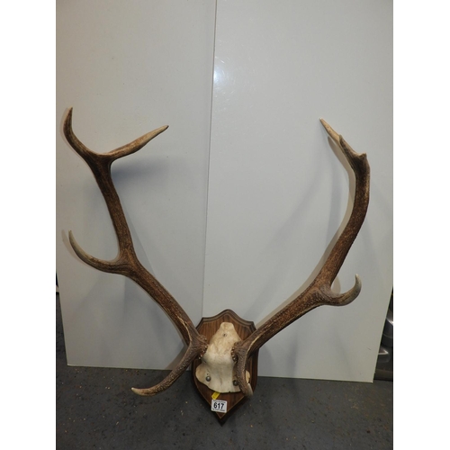 617 - Mounted Antlers