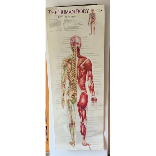 684A - Posters - Double Sided Human Body Vintage Educational, Transport, Reproduction Railway Poster and WW... 