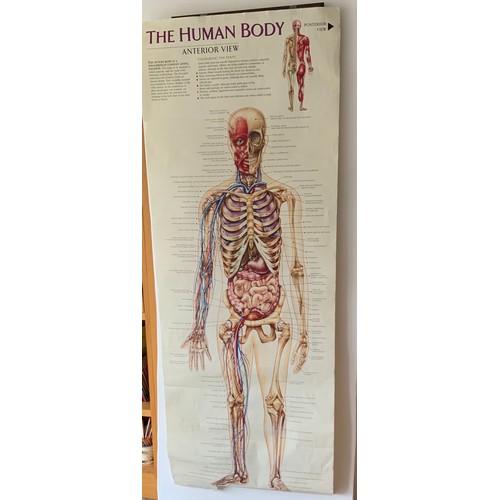 684A - Posters - Double Sided Human Body Vintage Educational, Transport, Reproduction Railway Poster and WW... 