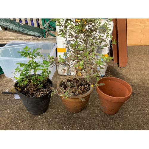 145 - Planters and Contents