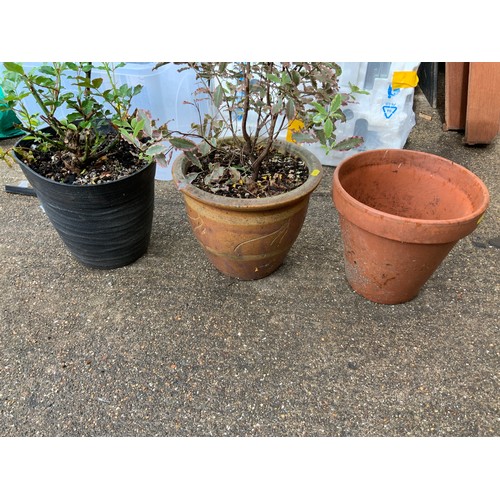 145 - Planters and Contents