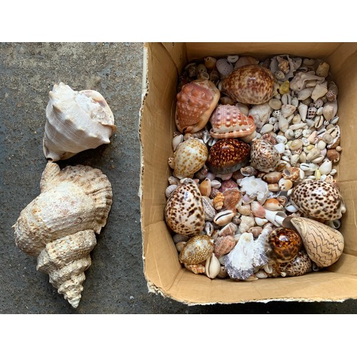 234 - Quantity of Shells from The Maldives