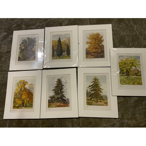 76 - 7x Boulger Prints of Trees Matching Mounts 1907