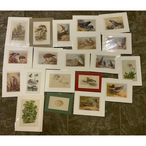 75 - Approx 36x Mounted 19th and Early 20th Century Natural History Prints