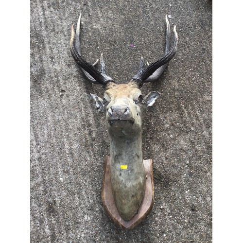 85 - Mounted Stags Head