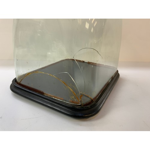 429 - Glass Dome Display Case- damaged 30cm h