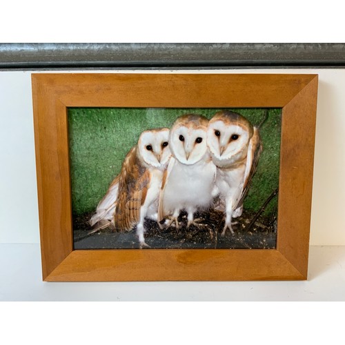 106 - Johnny Kingdom Hand Signed Photograph of Owls