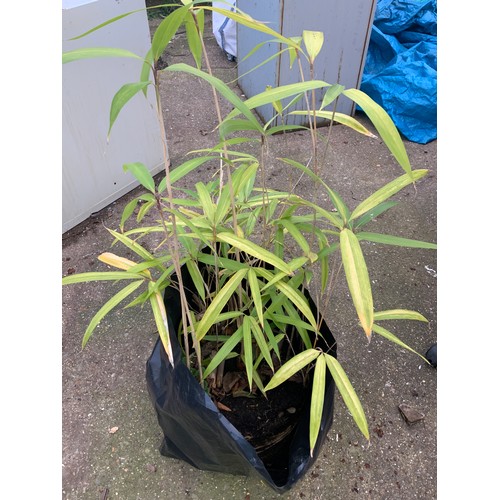 20A - Bamboo Plant