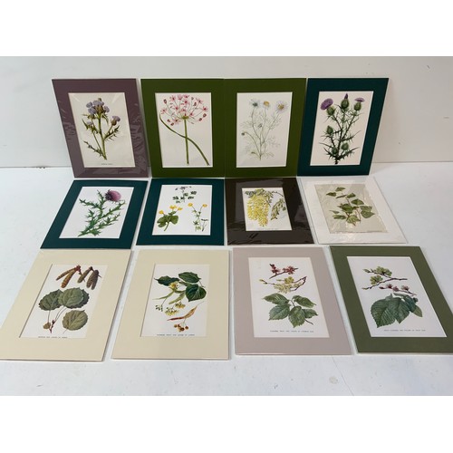 384 - 12x Mounted Botanical Prints 1900-1910 Boulger Hulme and Johns