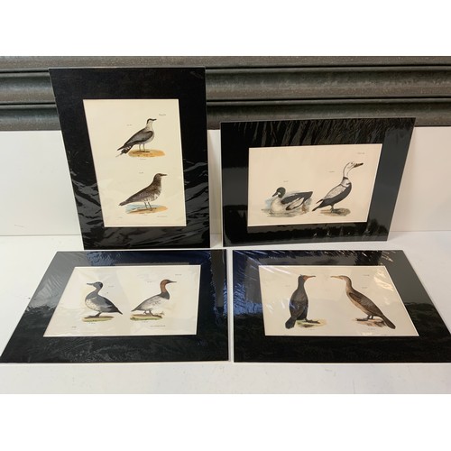 194 - 4x 12x16” Hand Coloured James de Kay Prints of Birds 1844 - Matching Mounts