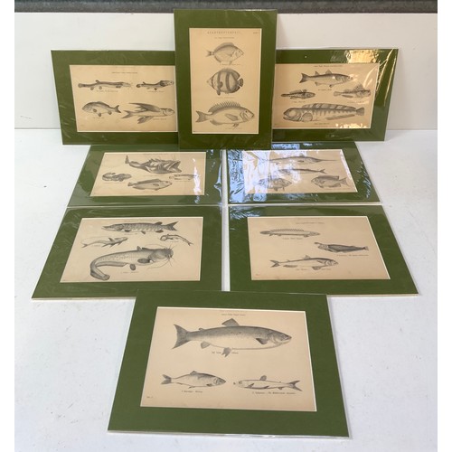 150 - 8x Prints of Fish 1865 Matching Mounts