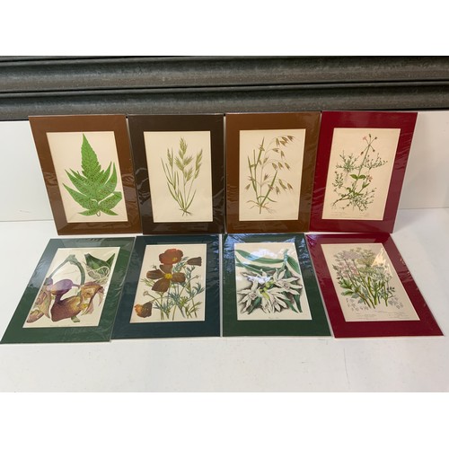 191 - 8x 19th Century Botanical Prints- Edward Lowe, Sir Joseph Paxton, Anne Pratt - All Mounted