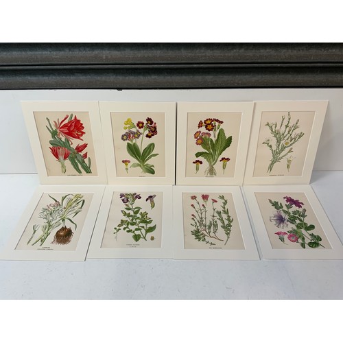 190 - 8x Botanical Prints Edward Step 1899 - Matching Mounts