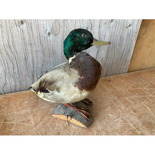 441A - Taxidermy Study of a Duck