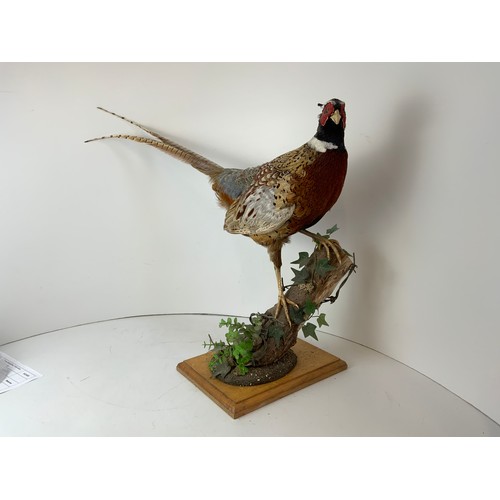 136 - Taxidermy Study - Pheasant