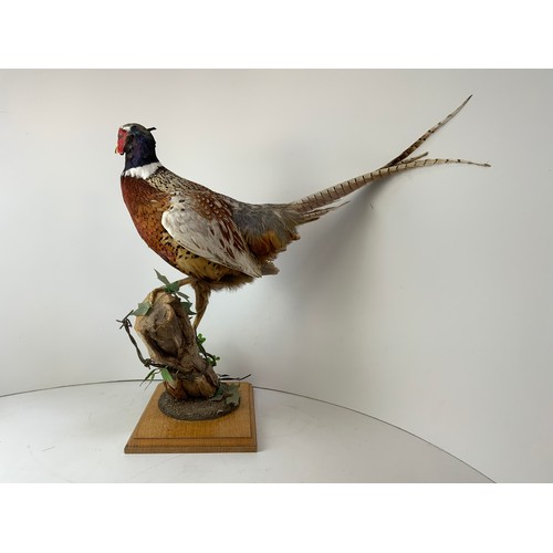 136 - Taxidermy Study - Pheasant