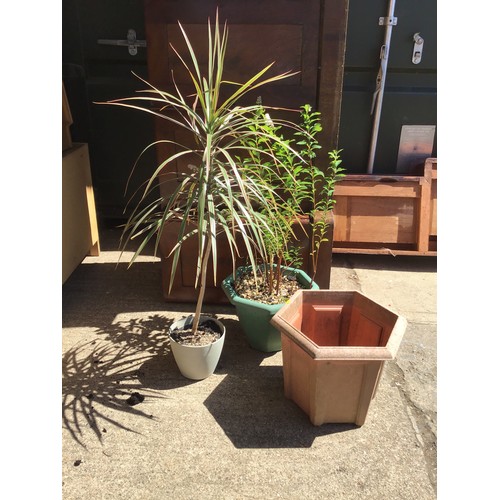 25A - Planters and Contents etc