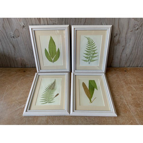 255 - 4x Original Framed Edward Lowe 1862 Prints of Ferns