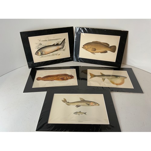 277 - 5x Original Antique Fish Prints Jonathan Crouch 1877 - Matching Mounts