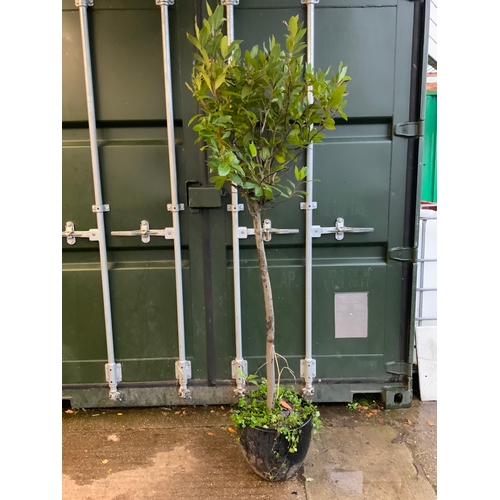 7A - Bay Tree in Pot