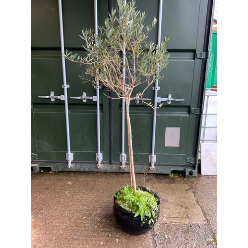 7 - Large Glazed Planter with Olive