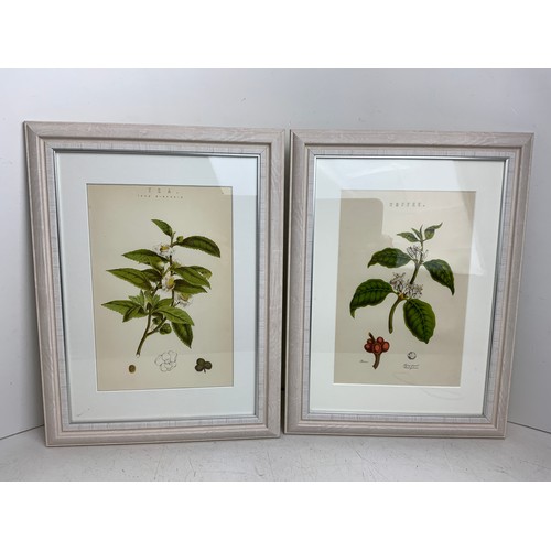 128 - 2x Original Antique Botanical Prints Tea and Coffee - Mounted, Framed and Glazed