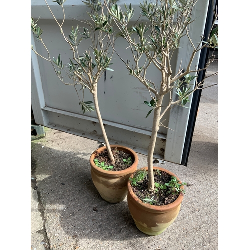 5 - Pair of Terracotta Planters