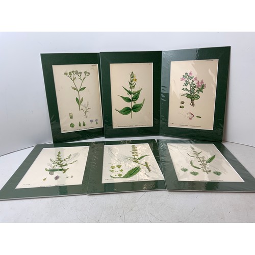 208 - 6x Original Hand Coloured Sowerby 1873 Botanical Prints, Matching Mounts