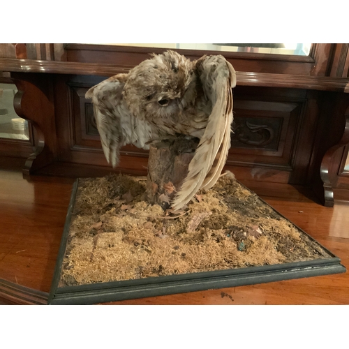 151 - Taxidermy Study of an Owl