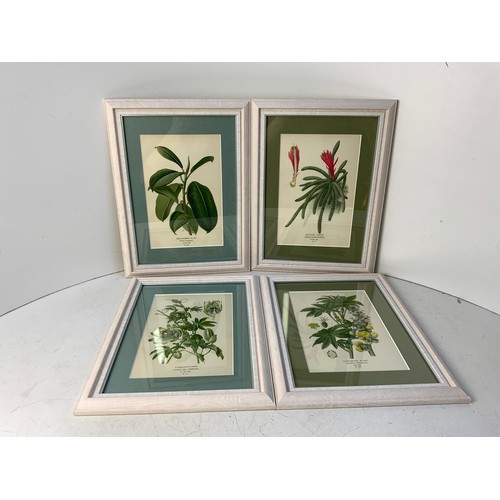 215 - 4x Edward Step 1897 Botanical Prints - Mounted, Framed and Glazed