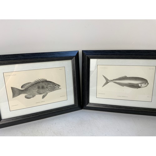 299 - 4x Francis Day 1884 Antique Prints of Fish - Mounted, Framed and Glazed