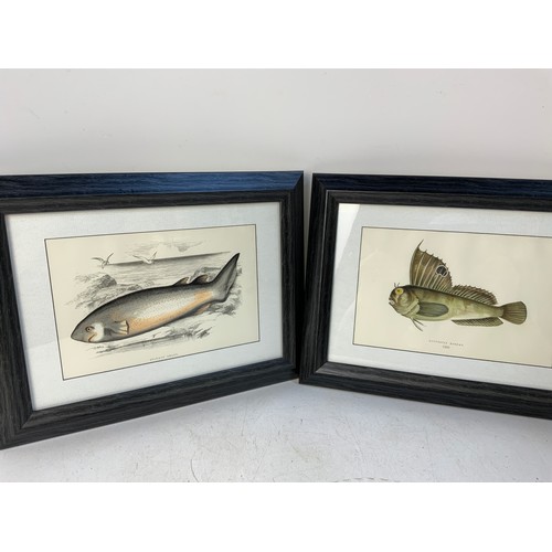 301 - 5x Original Jonathan Crouch 1862-65 Prints of Fish - Mounted, Framed and Glazed