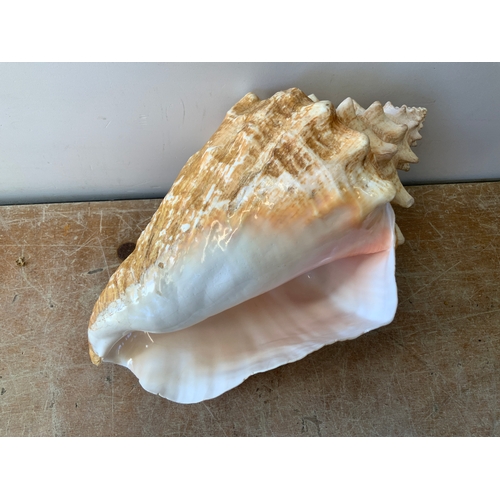 408 - Conch Shell