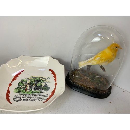 291 - Taxidermy Bird, Vintage China Items