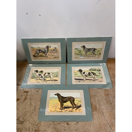 195 - 5x Antique Prints of Dogs - Mahler 1907 Matching Mounts