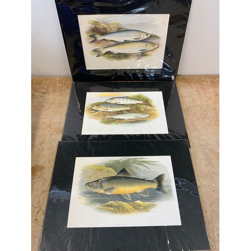 127 - 3x Large Antique Prints of Fish - Houghton 1879 Matching Mounts