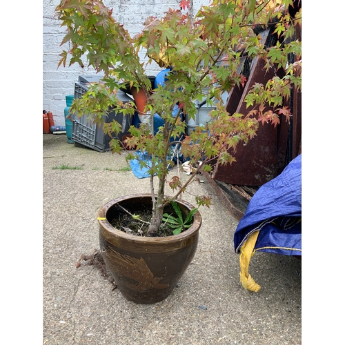 70 - Planter with Chinese Decoration and Shrub