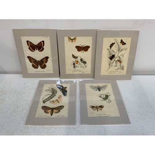 316 - 5x Original Antique Prints of Butterflies and Moths - Kirby, 1897 - Matching Mounts