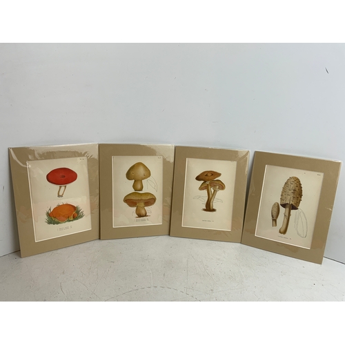 193 - 4x Original Antique Prints of Mushrooms - Cooke 1901 Matching Mounts