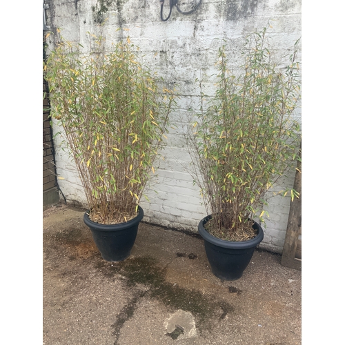 115A - 2x Potted Bamboo Plants