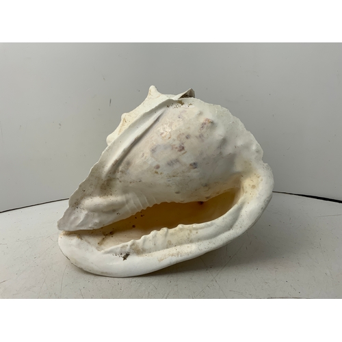 166 - Conch Shell